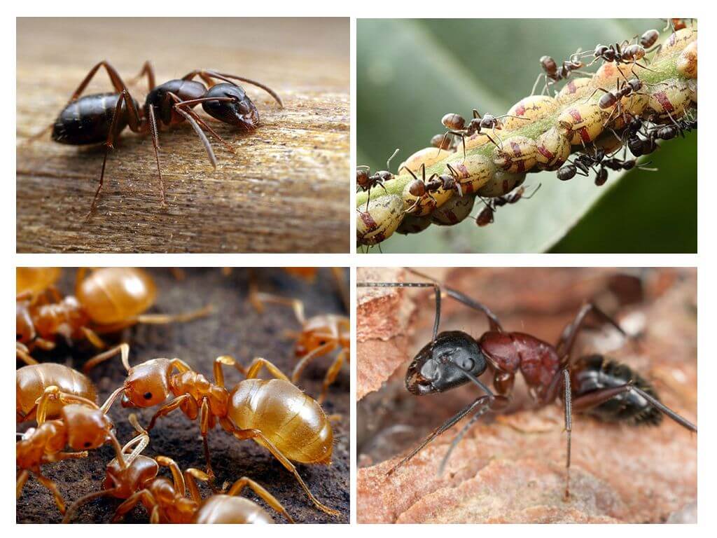 Garden ants harm and good