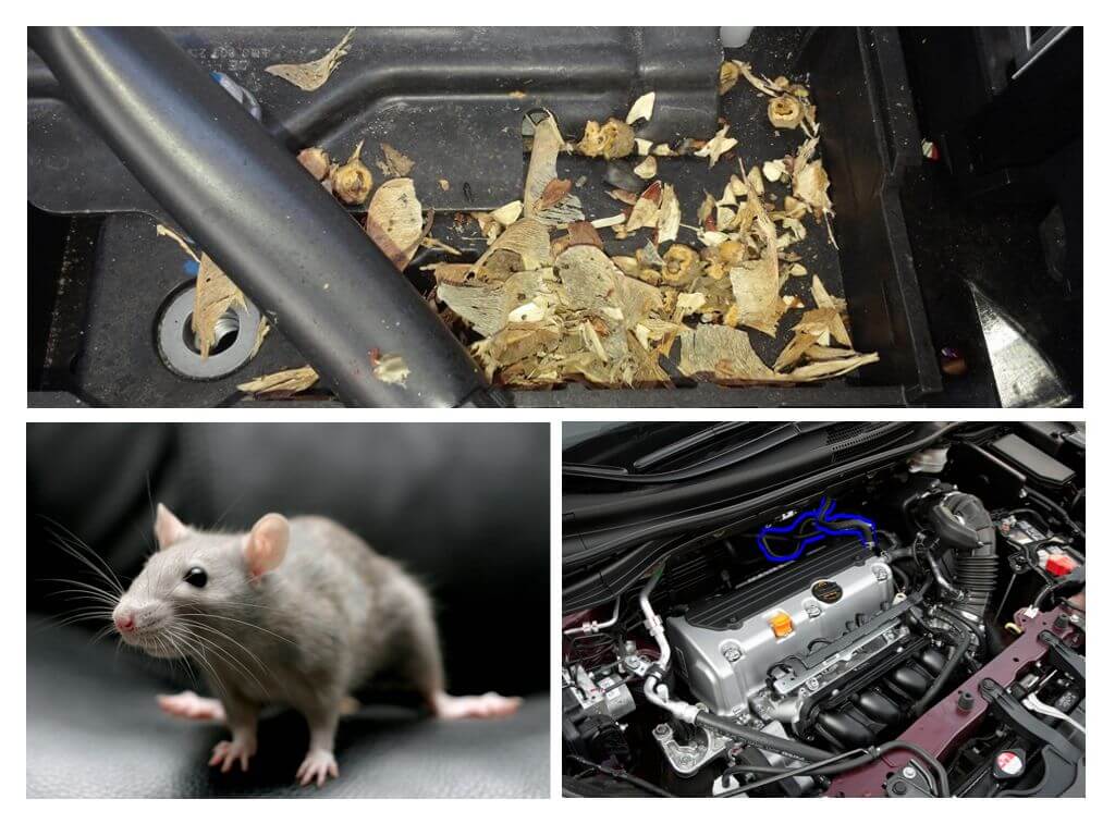 Jak dostat myši z auta