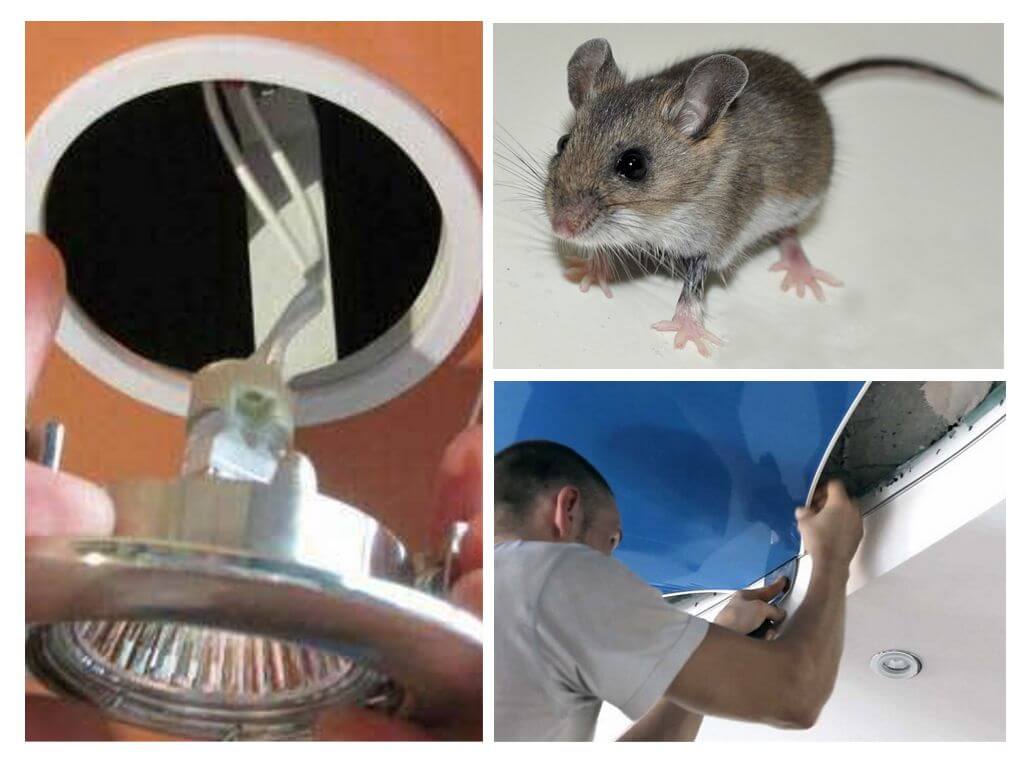 Jak se zbavit myší v napnutém stropu