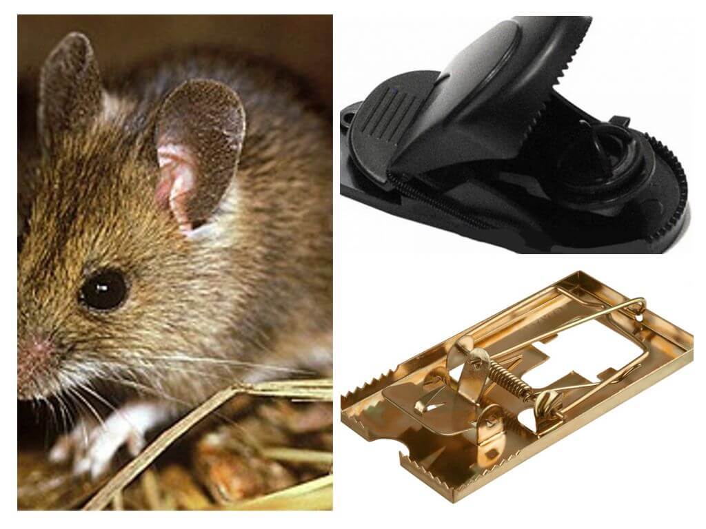 Jak vložit past na myši