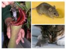 Myši majú radi jedlo
