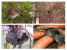 Myši v zahradě