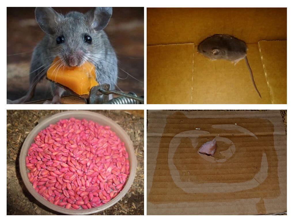 Jak dostat myši z garáže