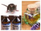 Народни лекови за мишеве