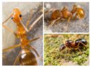 Vzhled mravence