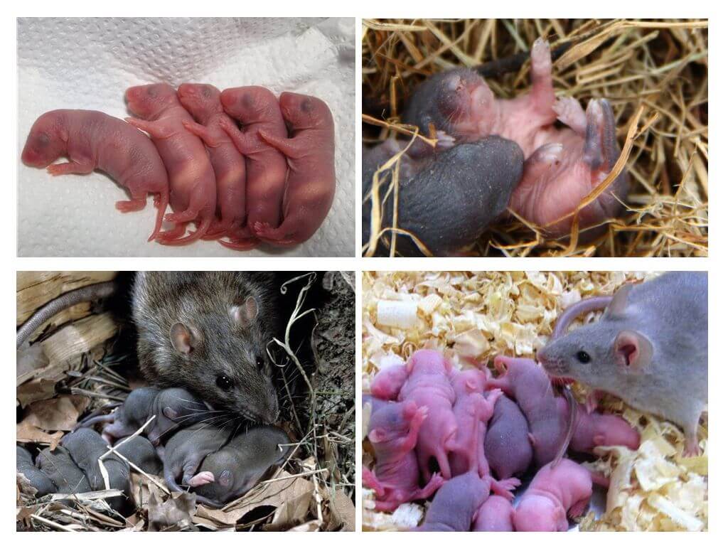 À quoi ressemblent les petits rats