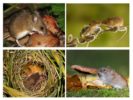Mode de vie des souris des forêts