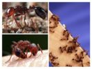 Црвени ватрени мрав