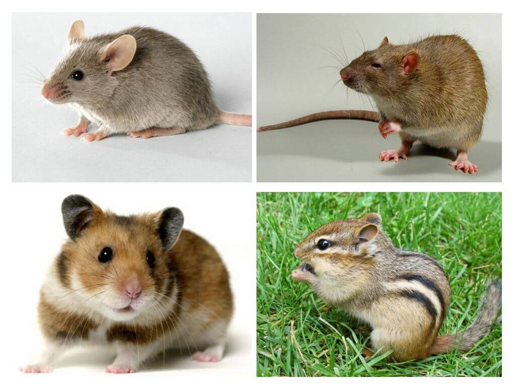 Rozdíl mezi myšmi a ostatními zvířaty