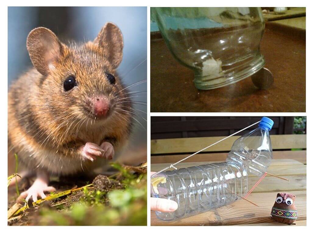 How to catch a mouse in a house without a mousetrap