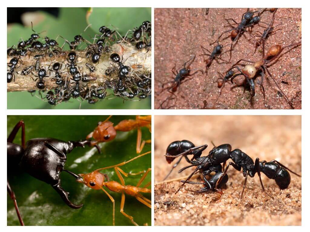 Život mravenců