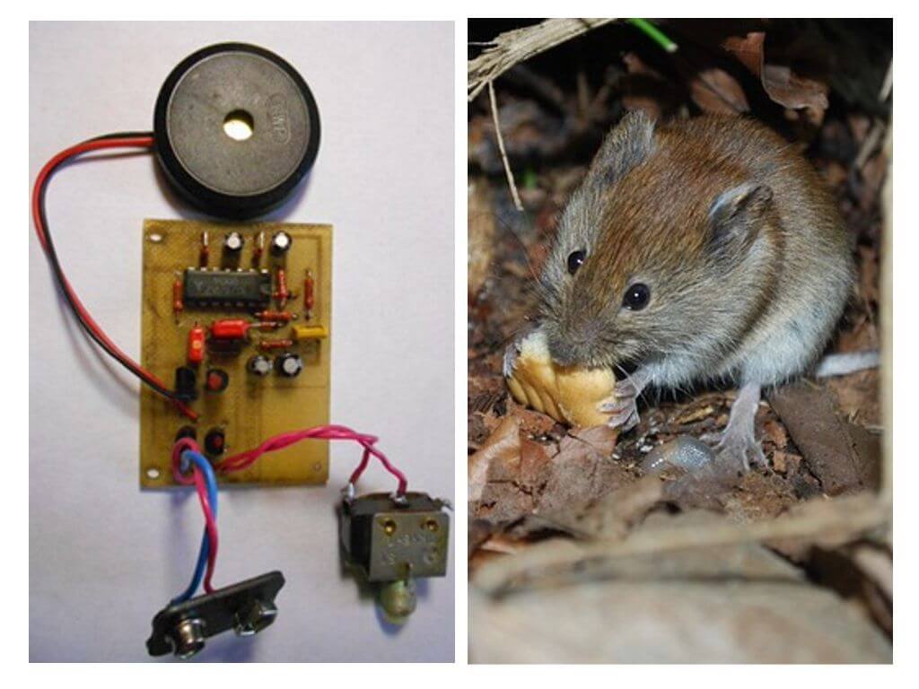 Do-it-yourself ultrasonic repeller for rats and mice