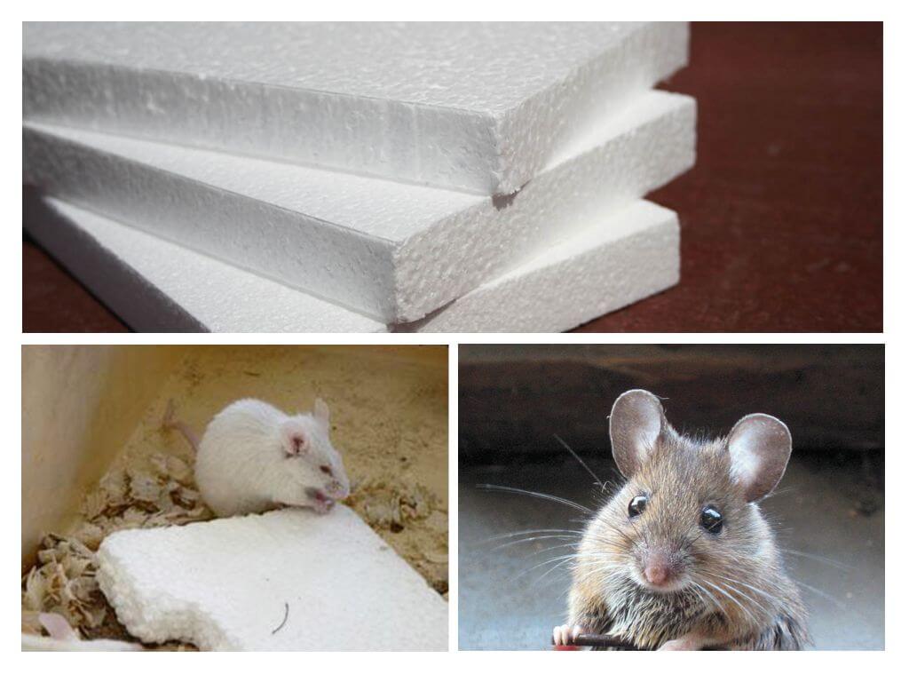 Do mice bite the foam