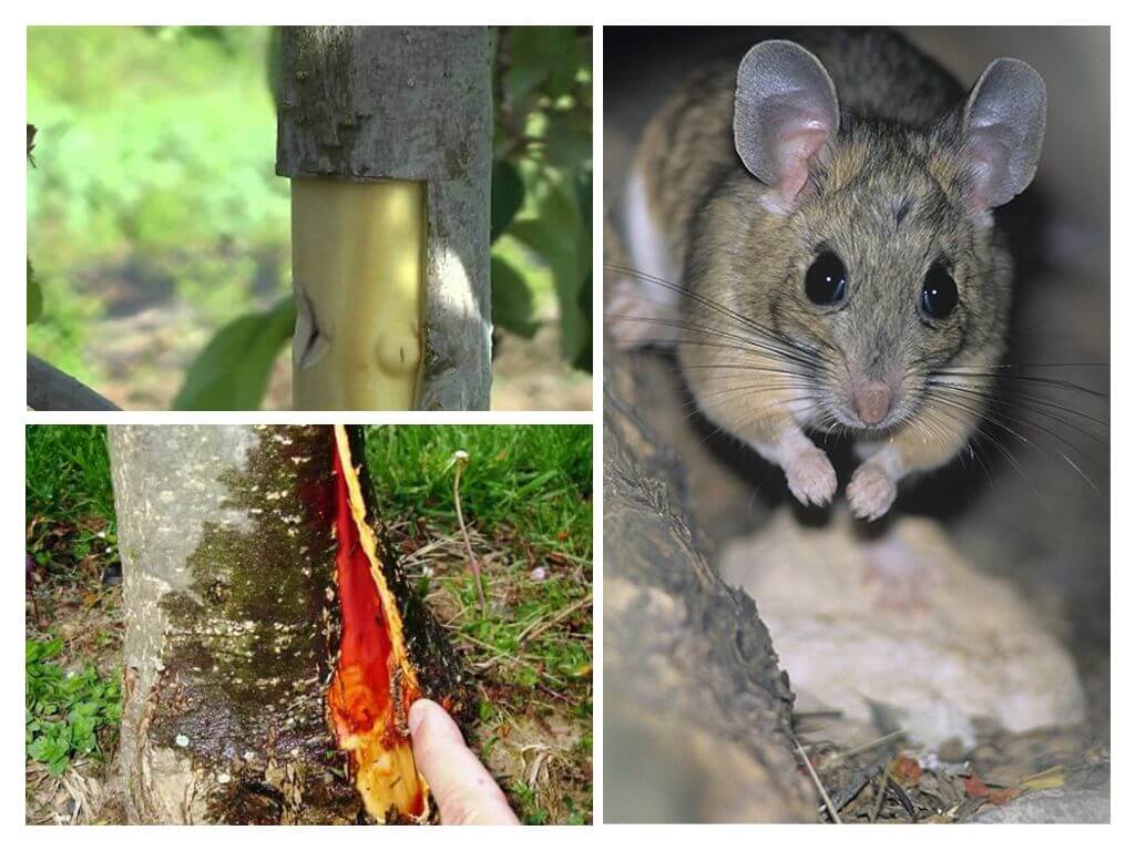 How to save an apple tree if the mouse eaten the bark