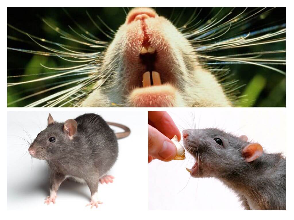 Rat squeak