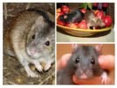 Nutrition de la souris