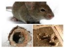 Uhryznutie myšou