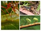 Výhody pro hmyz