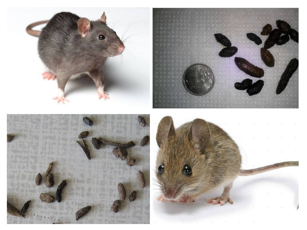 À quoi ressemblent les excréments de rats?