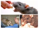 Rat Bite Behavior