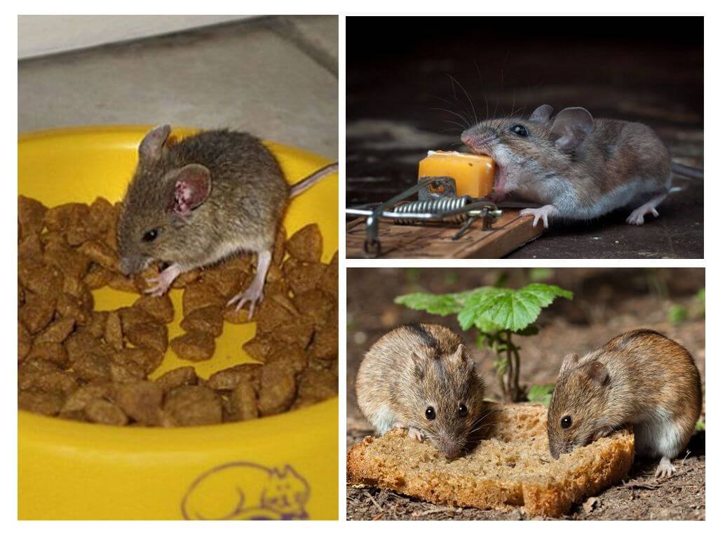 Jaké návnady na past na myši