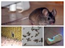 Die Anwesenheit von Mäusen in der Wohnung