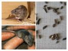 Signs of the presence of rodents