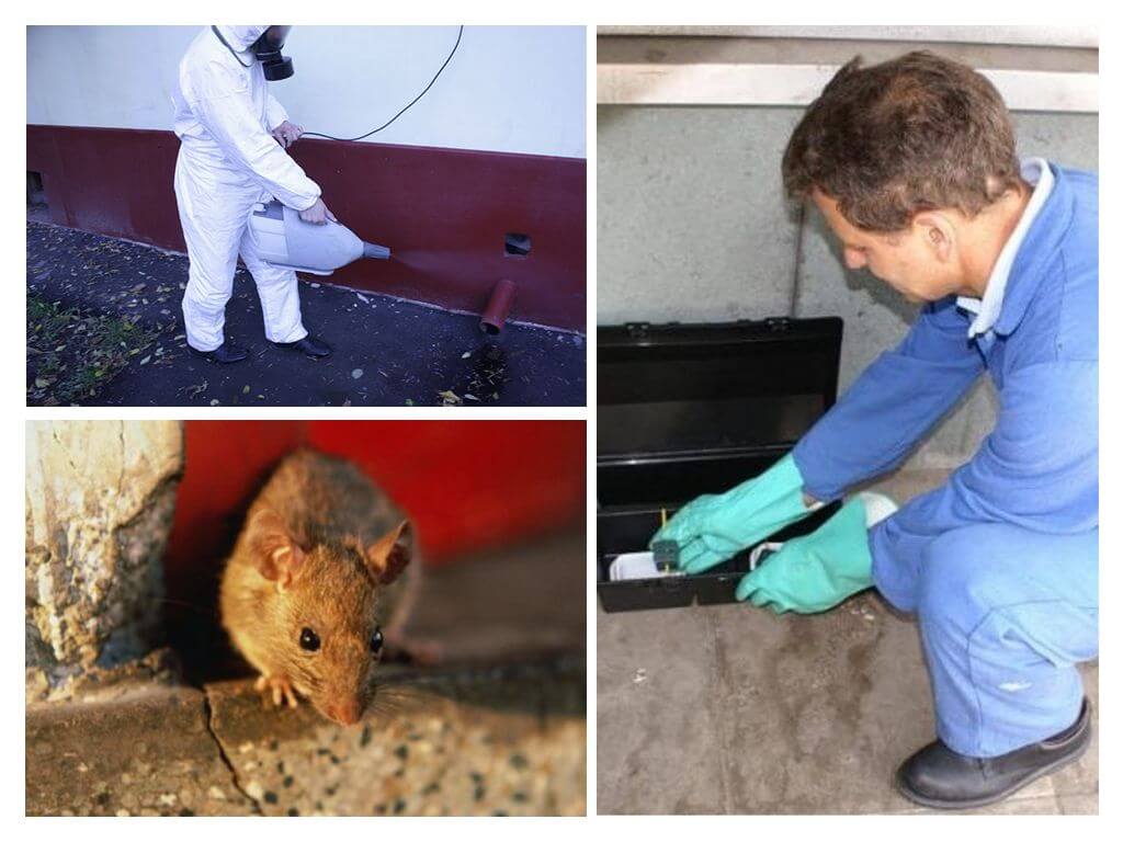 Destruction of rats and mice by specialized services
