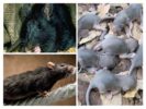 Rat breeding