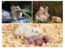Výživa a rozmnožovanie myší