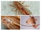 Species of Lice