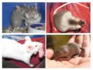 Births in Rodents