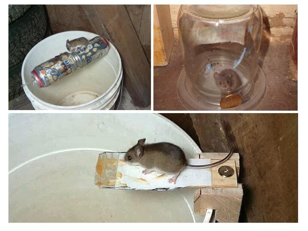 How to make a do-it-yourself mousetrap
