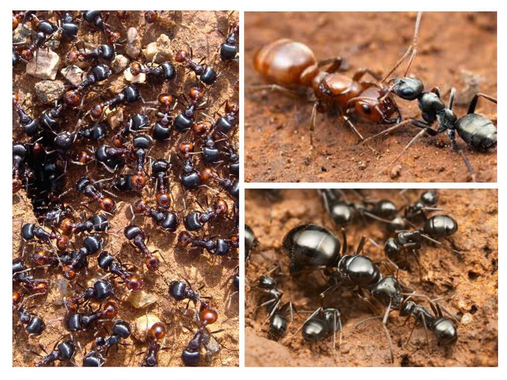 Stades de développement des fourmis