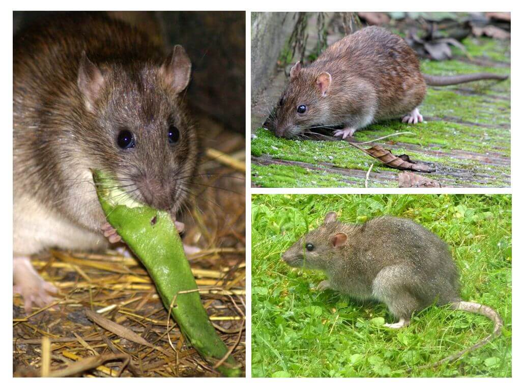 À quoi ressemblent les rats?