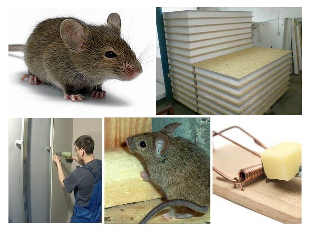 Muizen muizen van panelen