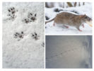 Patkány nyomvonalak a hóban