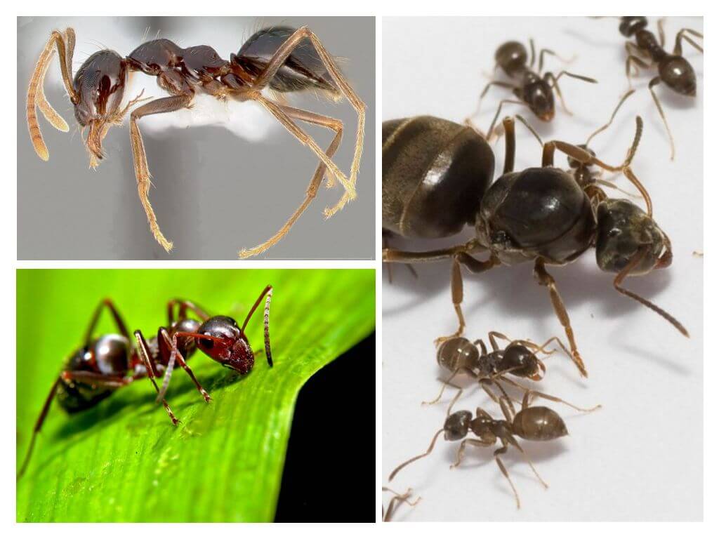 Spí mravenci