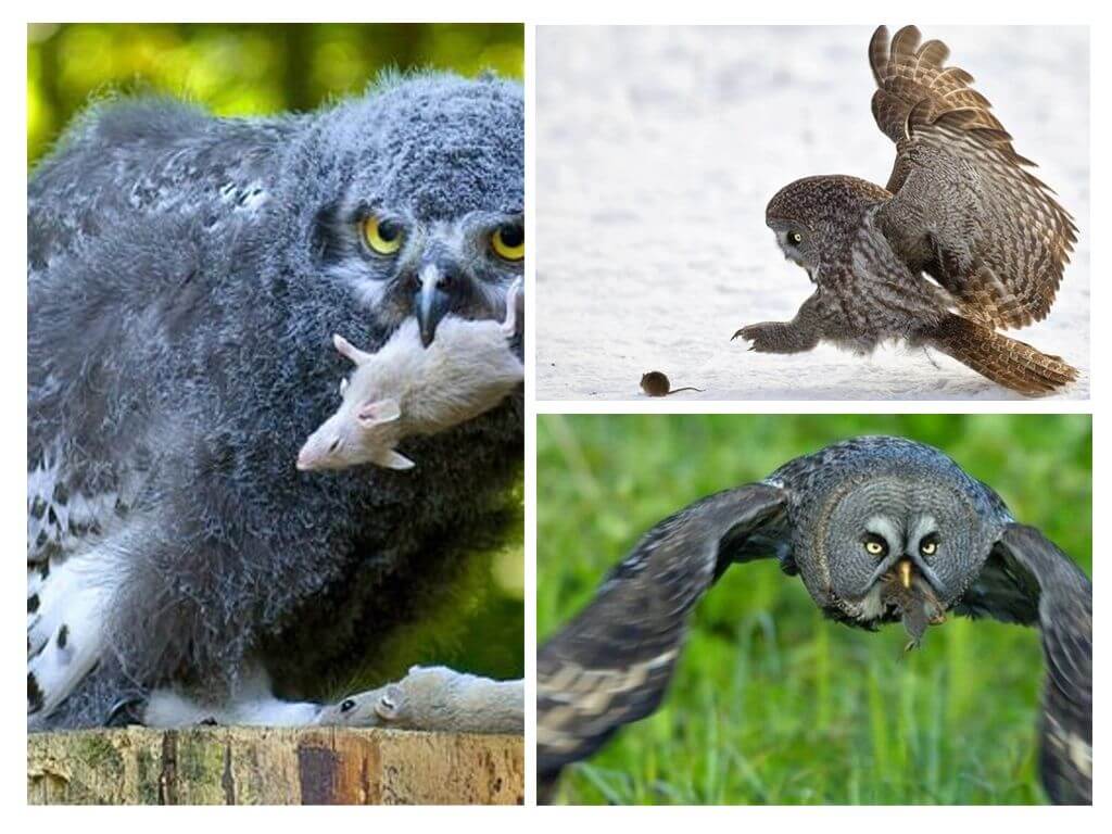One owl destroys up to about 1000 field mice over the summer