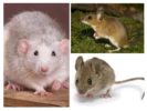 Struktura myši