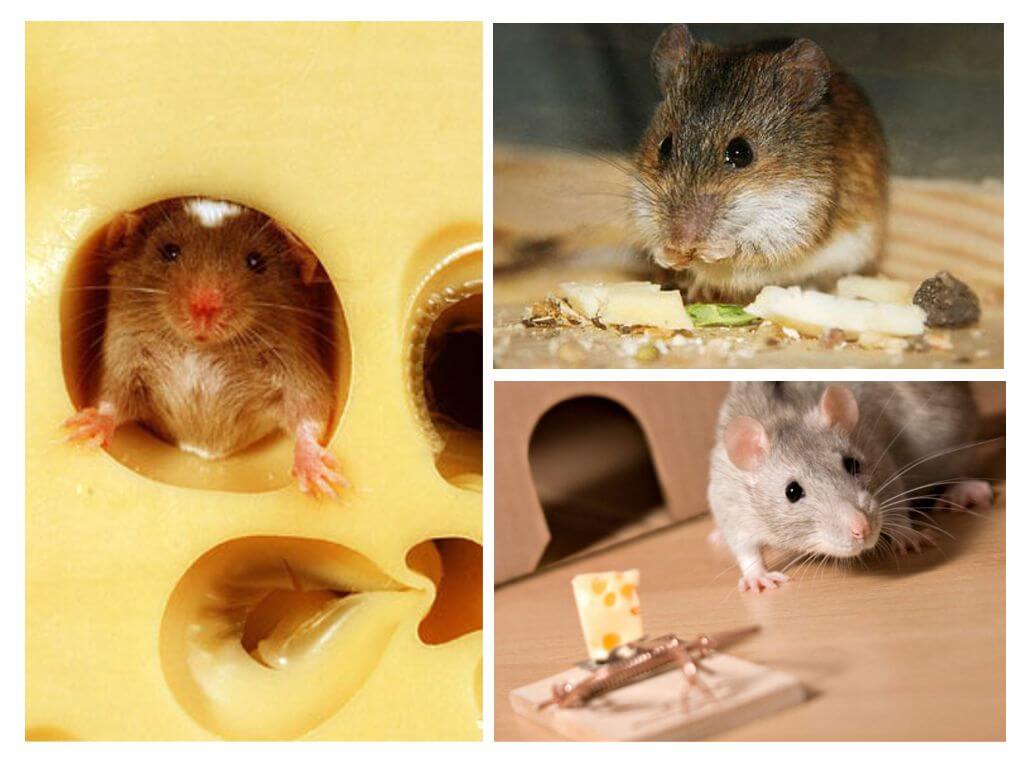 Myši jedia syr alebo nie