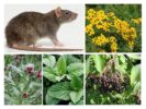 نباتات الفئران