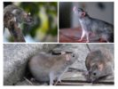 Vilde rotter
