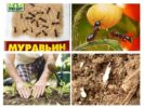 Insecticide application