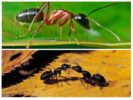 Hmotnosť mravcov