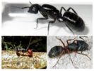 Druhy veľkých mravcov