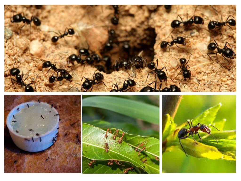 Co se mravenci bojí