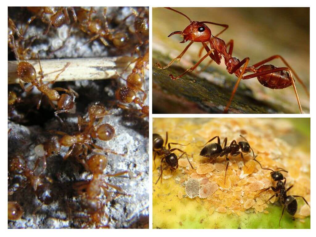 Druh mravenců