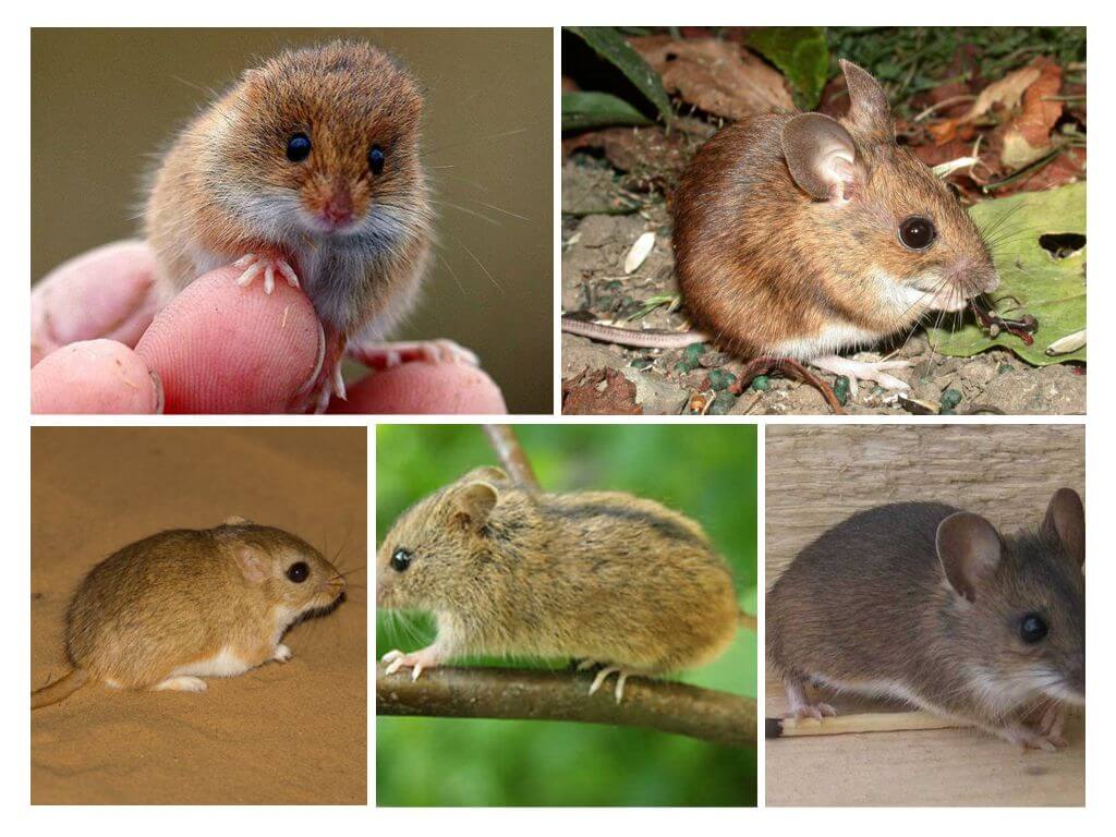 Types and varieties of mice