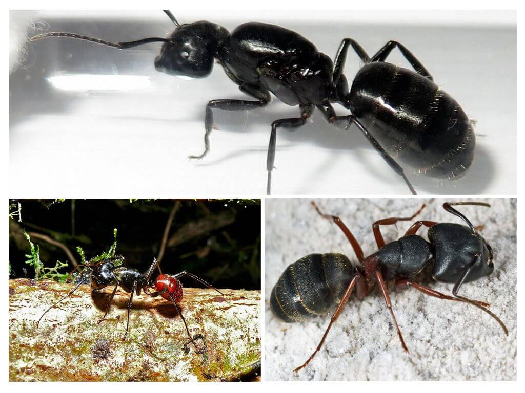 Největší mravenci na světě